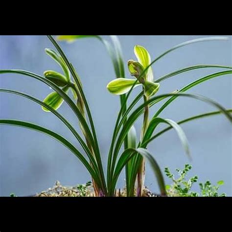 種玉蘭花好嗎|家裡可以種玉蘭花嗎？